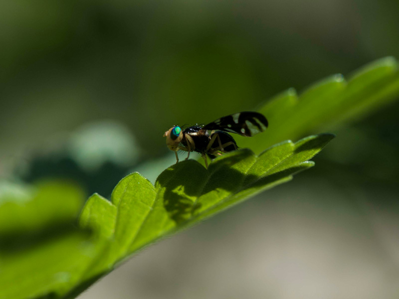 Euleia heraclei.(Tephritidae)